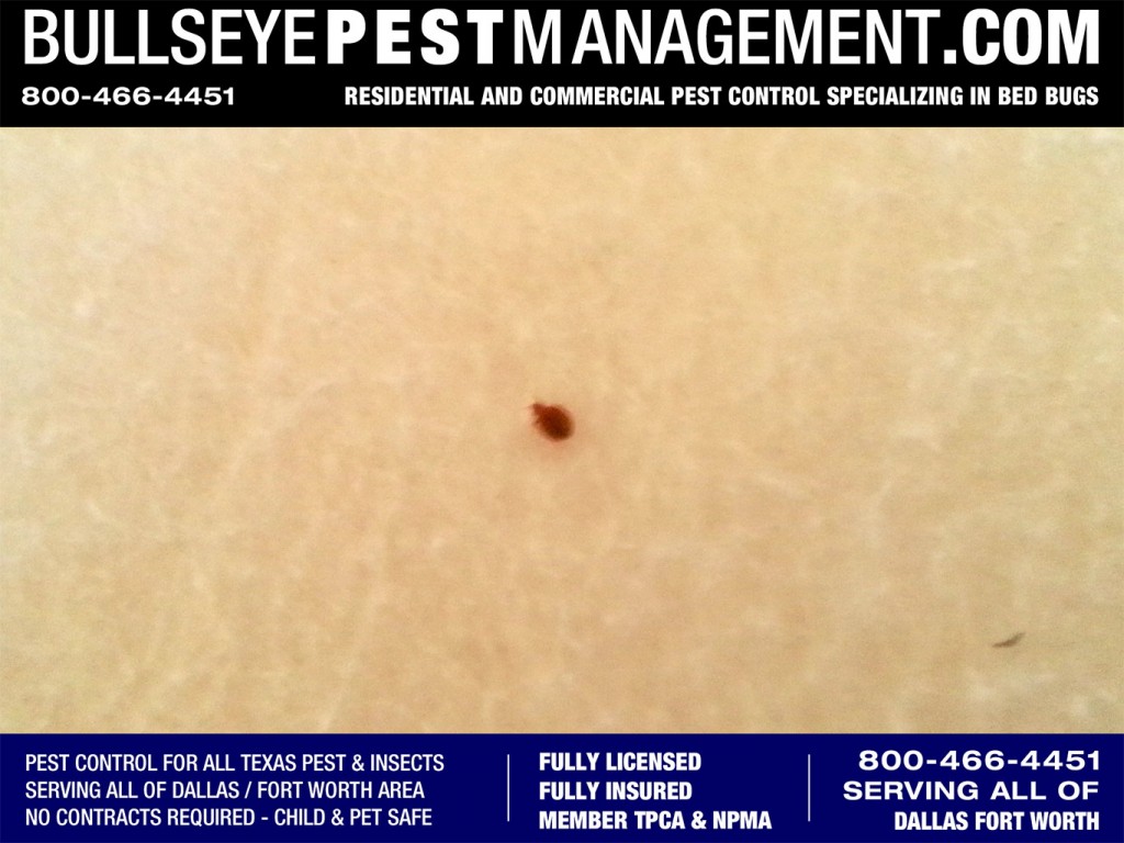 Bedbugs Pest Control for all of Dallas, Arlington and Fort Worth.