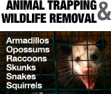 Animal Trapping and Wildlife Removal