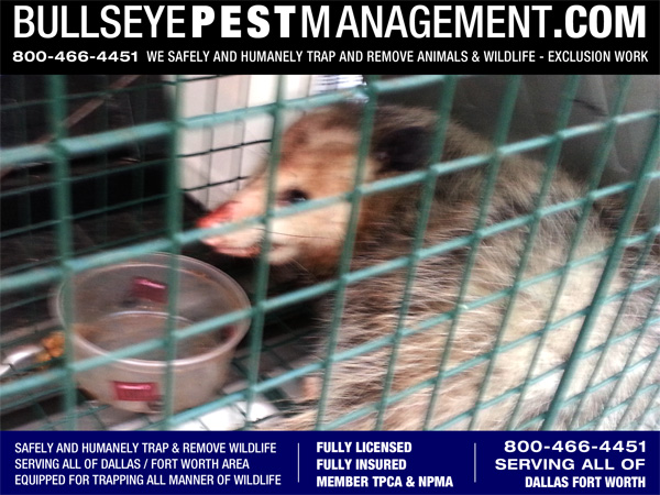 Opossum Trapping by Bullseye Pest Management serving Dallas Forth Worth
