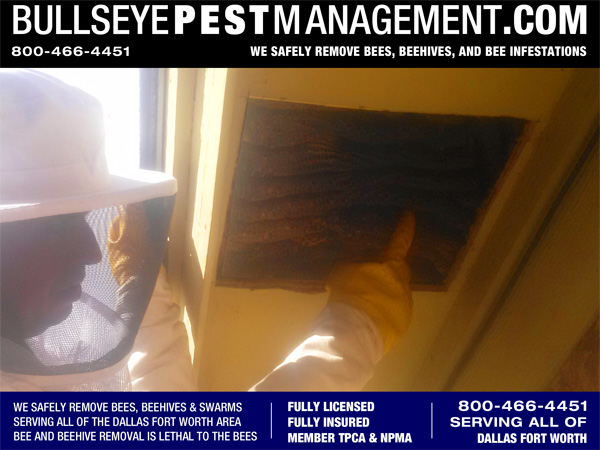 Bee Removal Services by Bullseye Pest Management in all of Dallas Fort Worth
