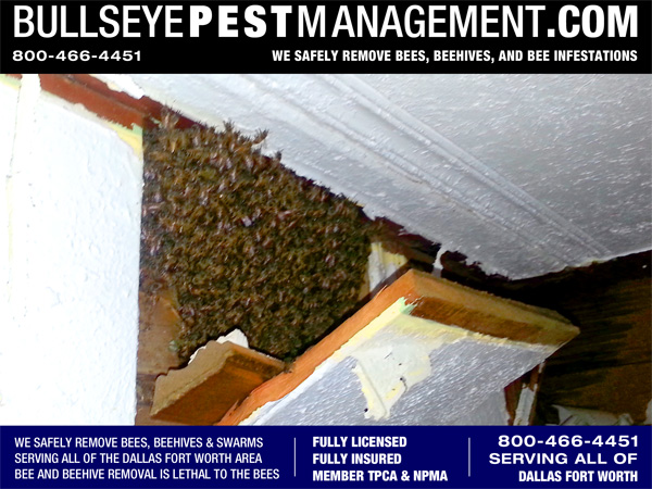 Bee Removal in Fort Worth Texas - Close up view of the panel removed revealing the bee hive.