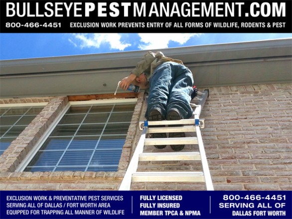 Exclusion Work is not just for rodents and animals.  Here Bullseye Pest Management Owner / Operator Steve Moseley seals gaps in a window facing allowing access for bees to enter the attic where they were attempting to start a hive.