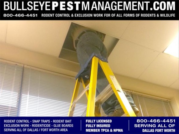 Bullseye Pest Management  owner and Arlington Texas Native Steve Moseley places rodent traps in an office drop ceiling.