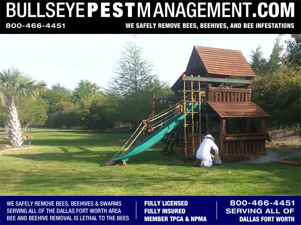 Beehive Removal by Bullseye Pest Management In Wylie Texas.