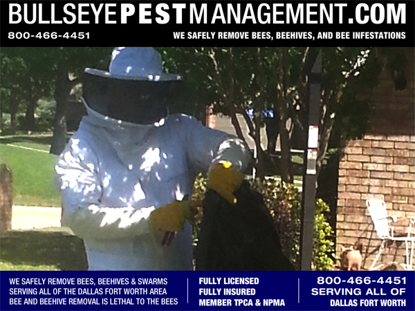 Bee Removal by Bullseye Pest Management in McKinney Texas.