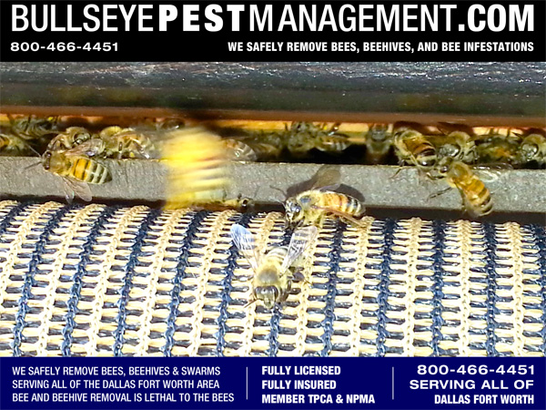 Bullseye Pest Management performs Bee Removal, Beehive Removal and Honeycomb Removal all over Dallas Fort Worth and Surrounding Cities.