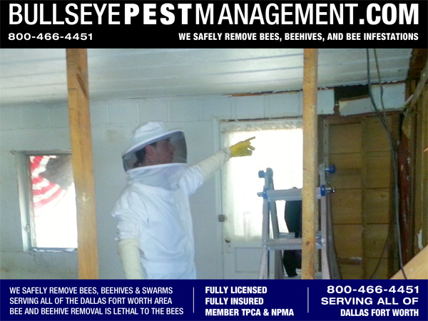 Bee Removal in Fort Worth Texas - Bullseye Pest Management Owner / Operator Steve Moseley points to the pulled panel revealing the presence of bees.