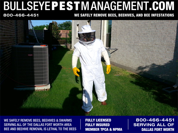Bee Removal in Dallas Texas | Bullseye Pest Management Owner / Operator Steve Moseley shown here removing bees in Dallas Texas