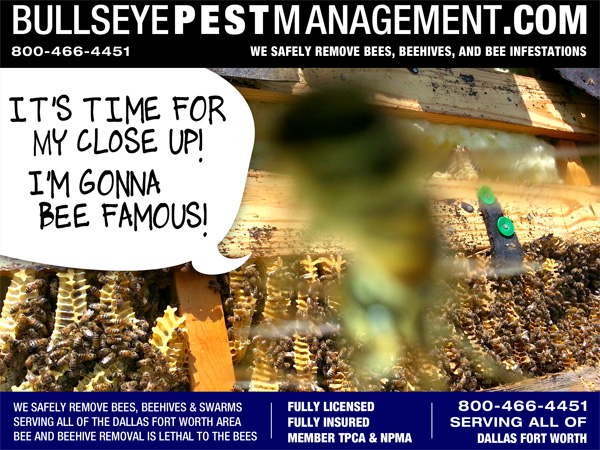 Bee Removal Fort Worth Texas by Bullseye Pest | Owner Operator Steve Moseley is Photobombed by a Bee