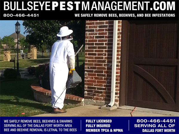 Bee Removal Dallas Texas – Bullseye Pest Management Removes Bees and Beehive and Honeycomb from Residential and Business Structures all over Dallas Fort Worth.