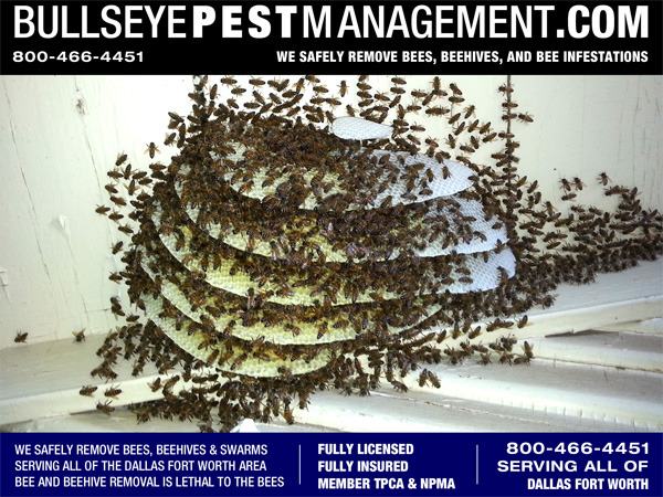 Beehive Removal from a church in Venus Texas by Bullseye Pest Management 800-466-4451