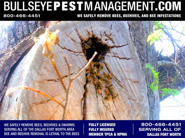 Bee Removal in Weatherford Texas by Bullseye Pest Management 800-466-4451