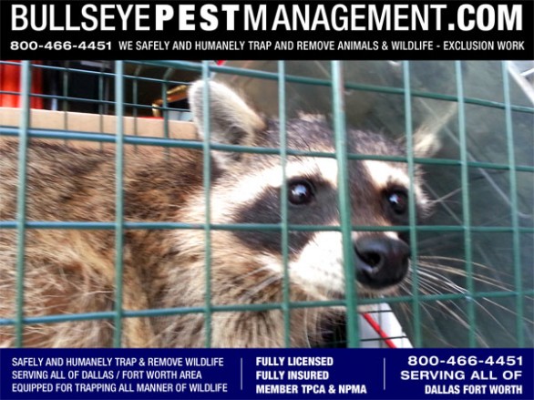 Bullseye Pest Management Traps and Removes all manner of animal wildlife serving all of Dallas Fort Worth and surrounding cities.