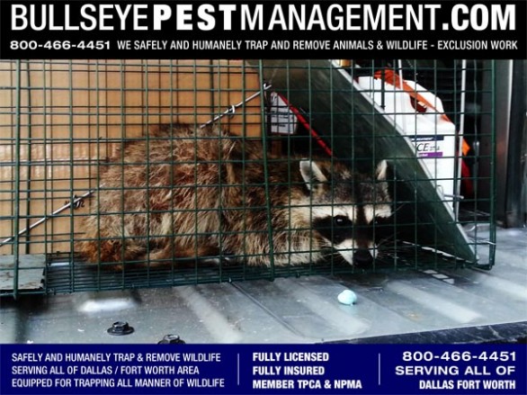 Raccoon Trapping and Removal in Fort Worth Texas by Bullseye Pest Management at 800-466-4451