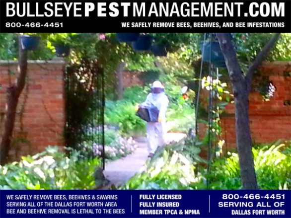 Bullseye Pest Management Owner and Operator Steve Moseley shown here removing bees intact from a Dallas residence.