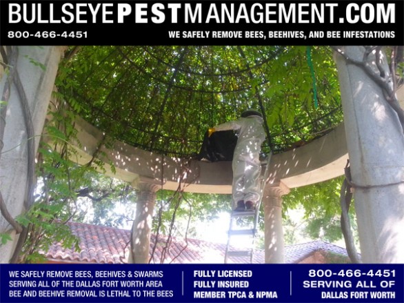 Bullseye Pest Management Owner / Operator Steve Moseley slides a containment sack over an Owl's House that has been taken over by Bees.