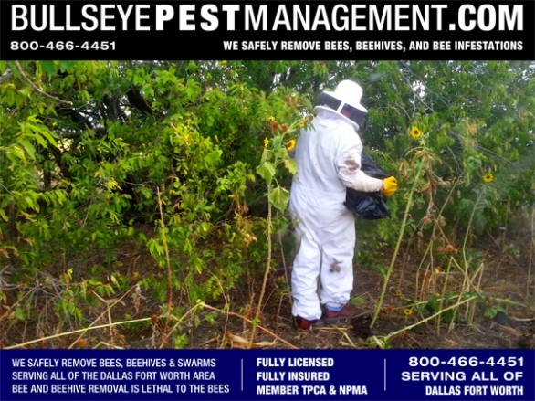 Bullseye Pest Management performs bee removal all over Dallas Fort Worth and surrounding areas.