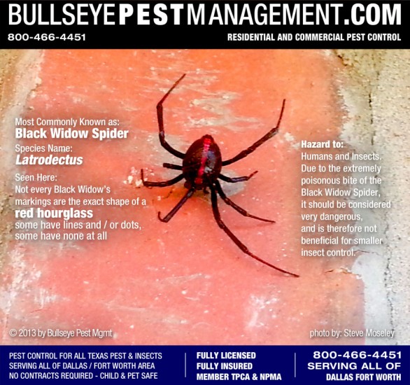 Black Widow Spider Pest Control in Dallas Fort Worth - This photo taken during outside perimeter pest treatment by Bullseye Pest Management