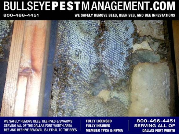 Bee Removal Dallas by Bullseye Pest Management at 800-466-4451