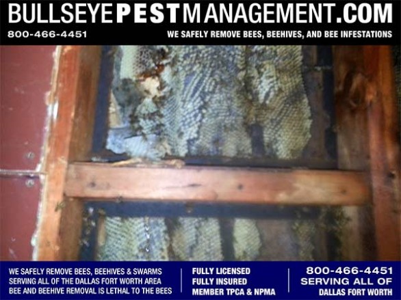 Bee Removal in Dallas by Bullseye Pest Management Licensed and Insured at 800-466-4451