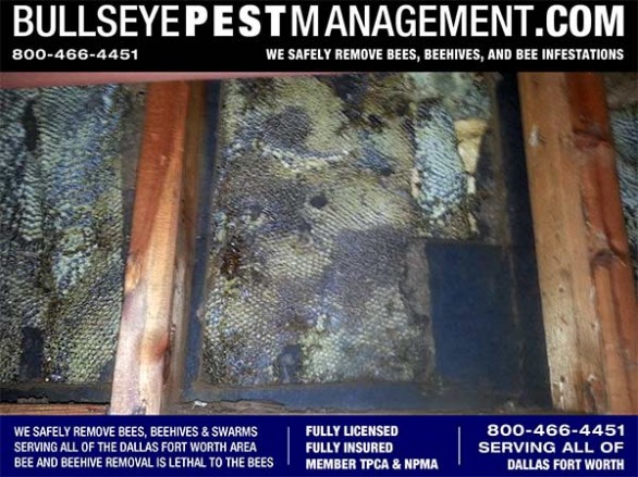 Bee Removal in Dallas by Bullseye Pest Management at 800-466-4451