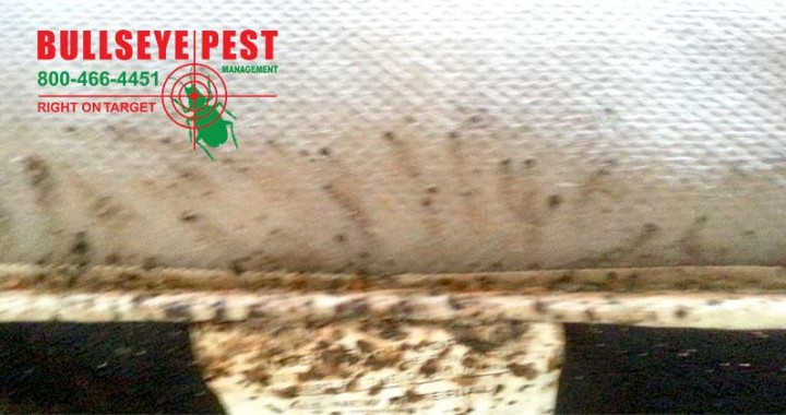 Bedbug Treatment By Bullseye Pest Management In Arlington Texas