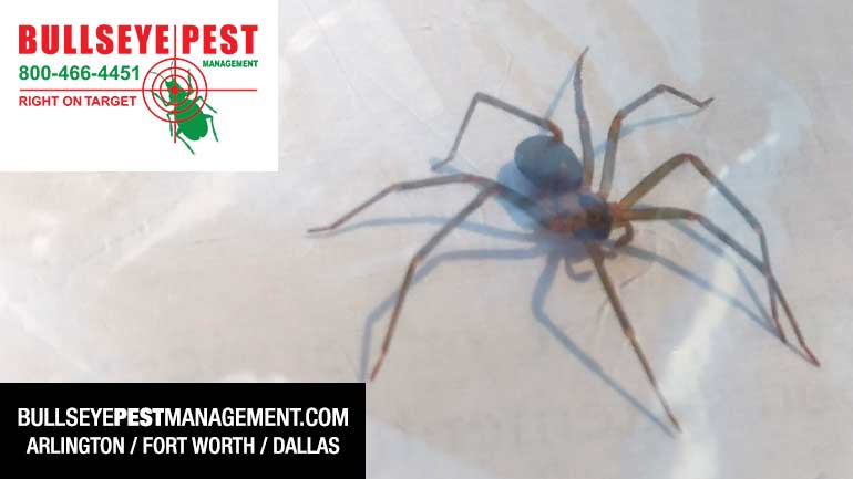 Brown Recluse Spider in Fort Worth by Bullseye Pest Management