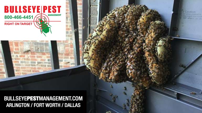 Bee Removal Arlington Dallas Fort Worth