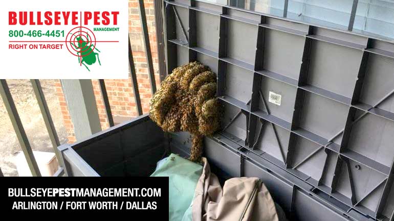 Bee Removal Arlington Fort Worth Dallas 