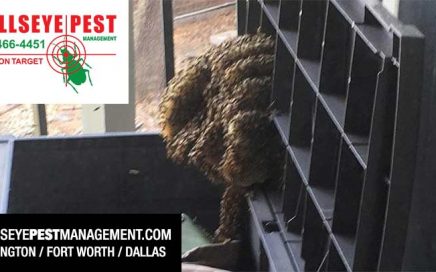 Bee Removal Dallas Fort Worth Arlington
