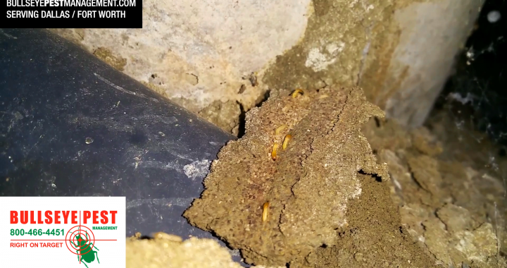 Bullseye Pest Management Termite Video Thumbnail