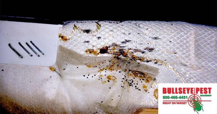 Bed Bug Problems Out of Control? Call Bullseye Pest Management