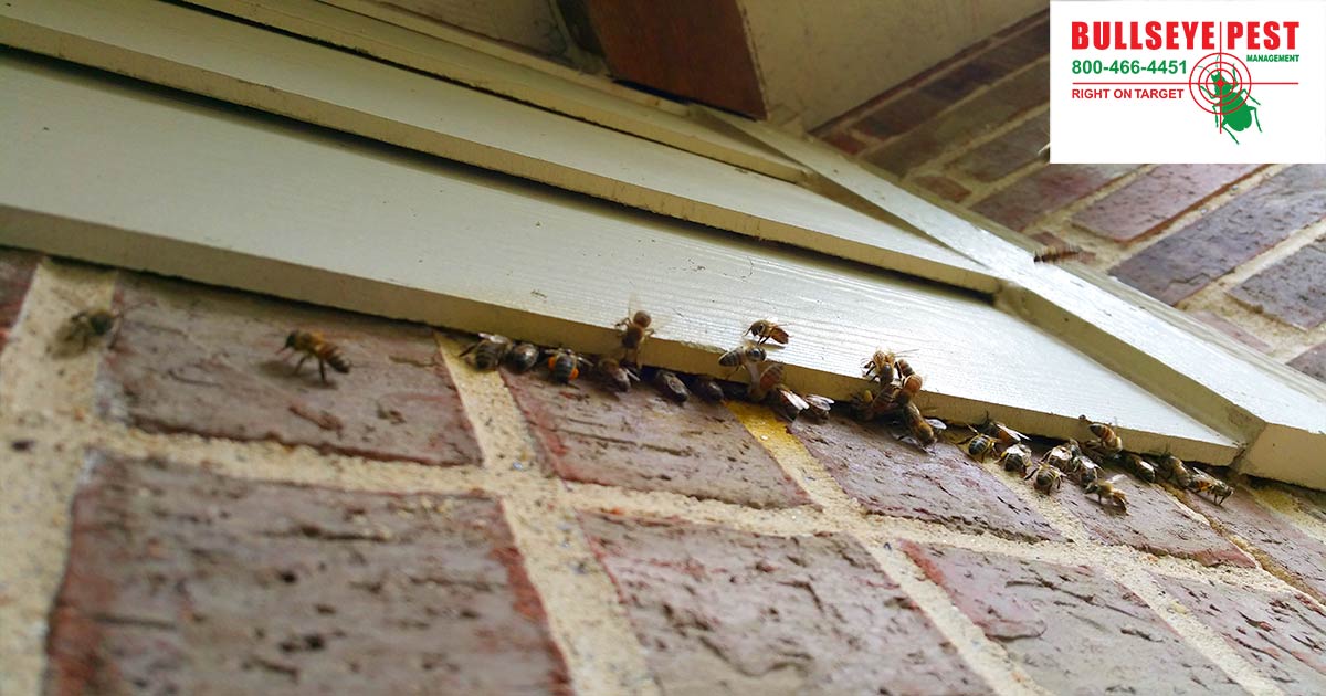 Bee Removal Arlington Bullseye Pest Managment