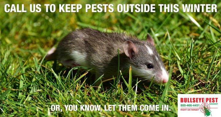 keep pests out this winter call bullseye pest management