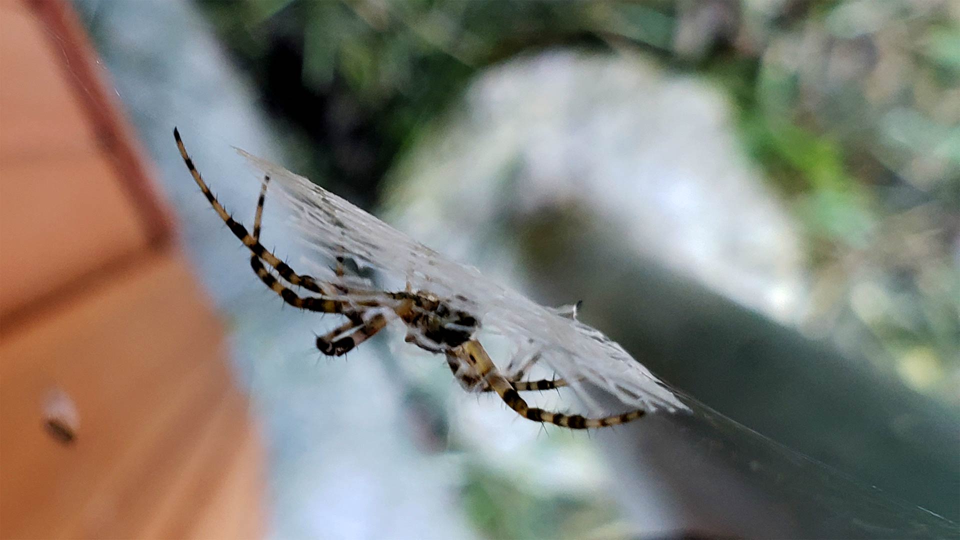 Texas Garden Spider Web by Bullseye Pest Management