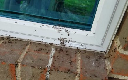 Acrobat Ant Bullseye Pest Management