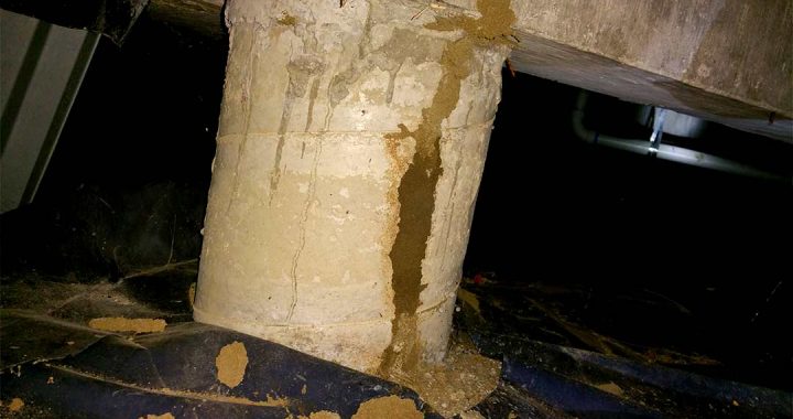 Bullseye Pest Management Termite Treatment Termite Inspection