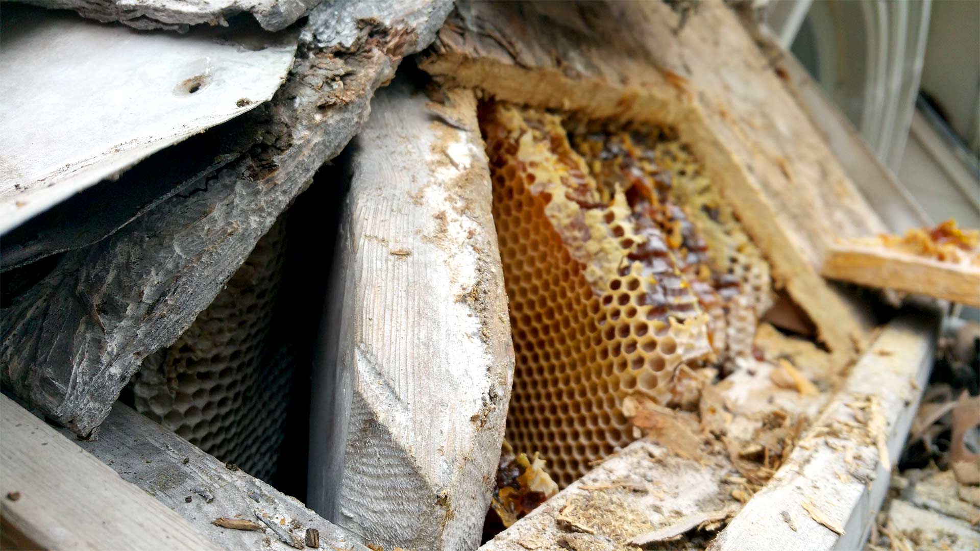 Bee Removal Bullseye Pest Management Roof Infestation