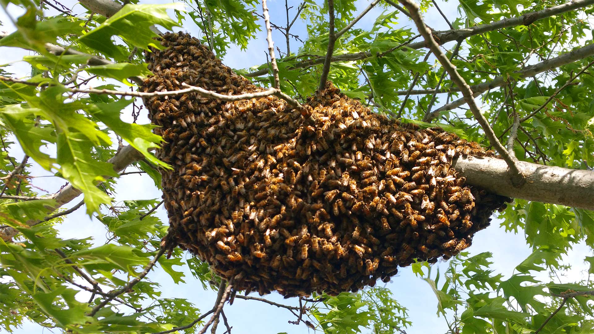 Bee Removal Bullseye Pest Management