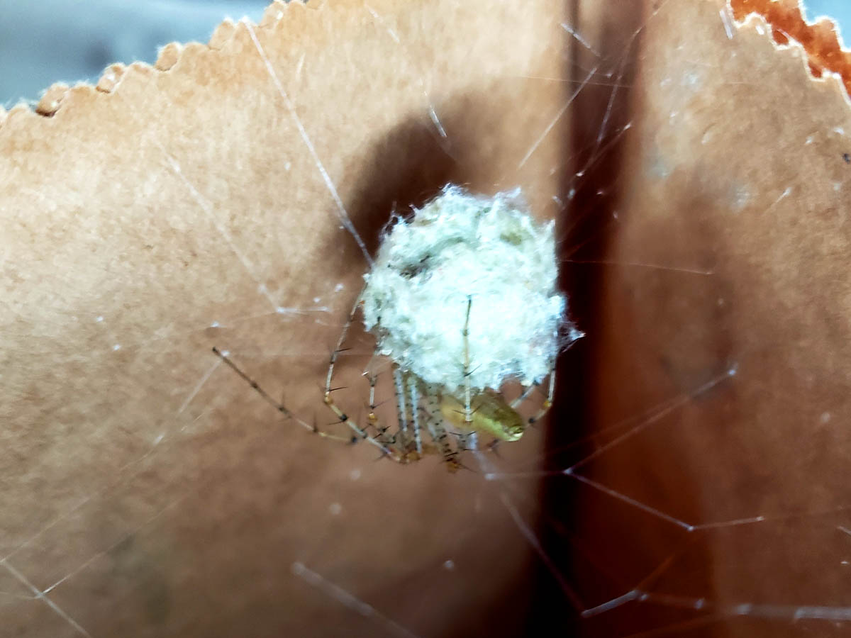 Green Lynx Spider with Egg Sac by- Bullseye Pest Management