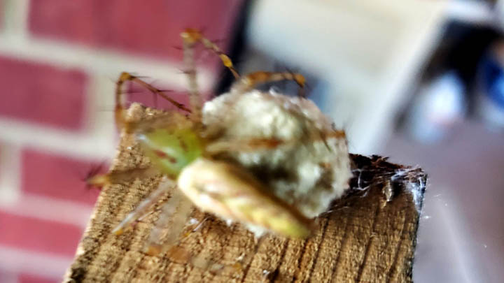 Green Lynx Spider with Egg Sac by- Bullseye Pest Management