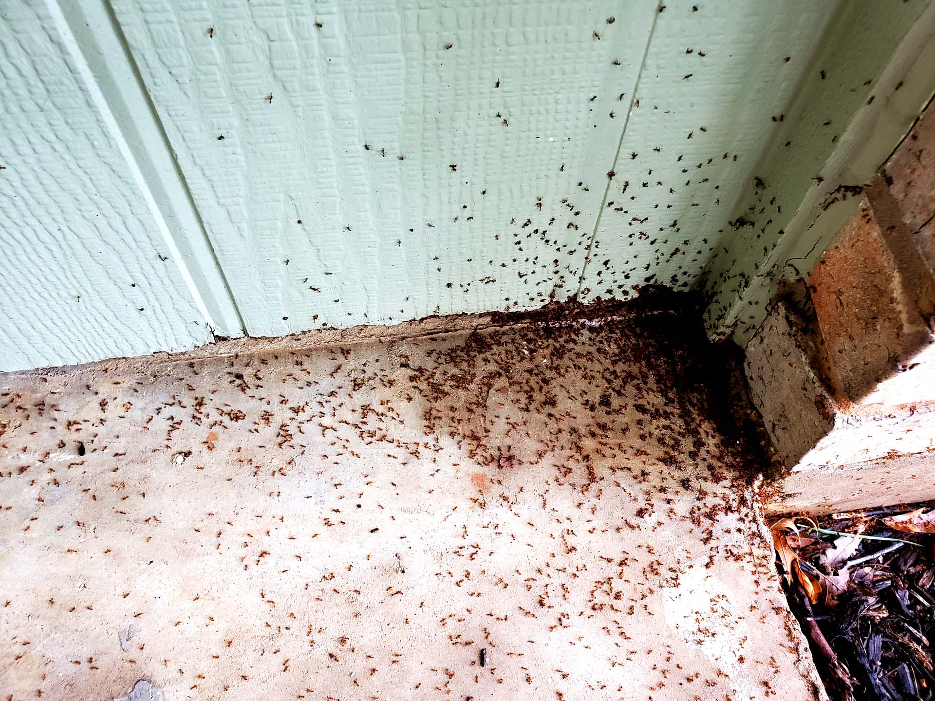 Shown here are ants in the Dallas Fort Worth region by Certified Applicator Steve Moseley of Bullseye Pest Management.