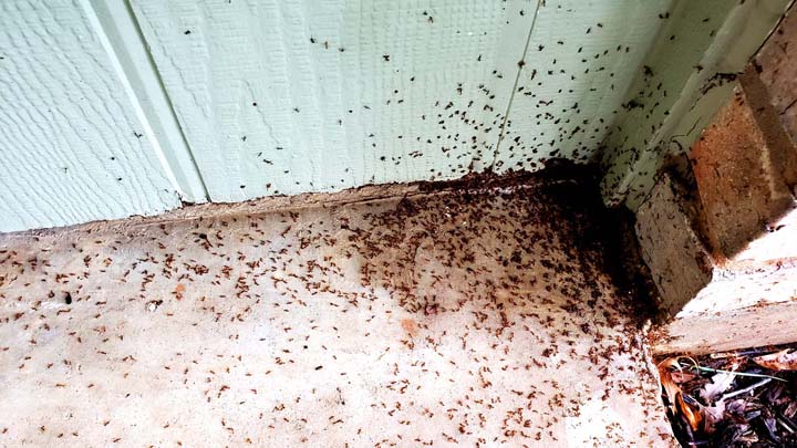 Ants Outside DFW Residence by- Bullseye Pest Management